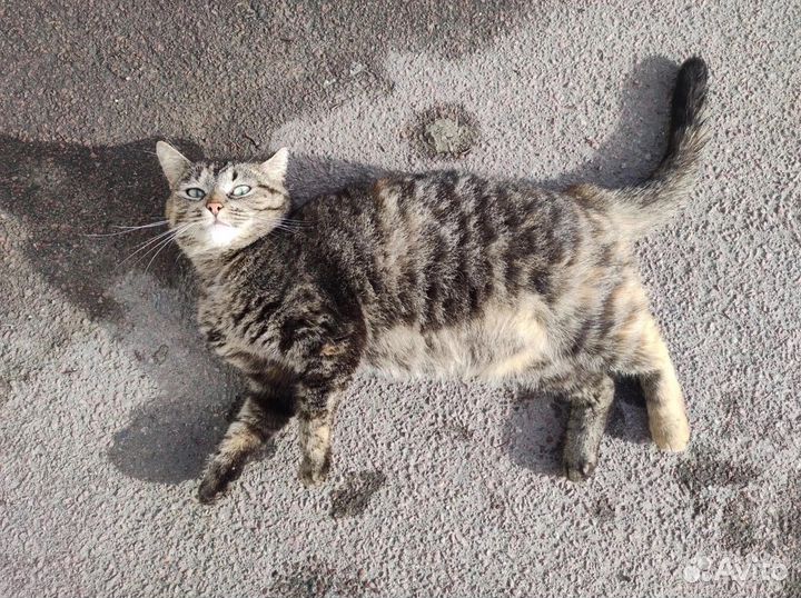 Кошка бесплатно