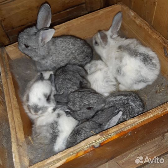 Крольчата