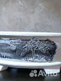 Плошка, бонсайница