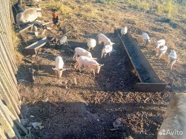 Поросята