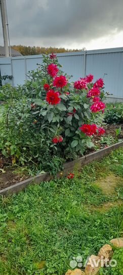 Георгин Джоконда