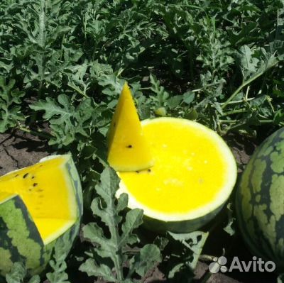 Семена арбуза Оранж Кинг