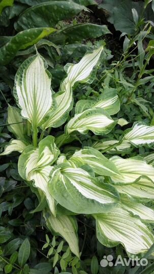 Хосты и гейхера