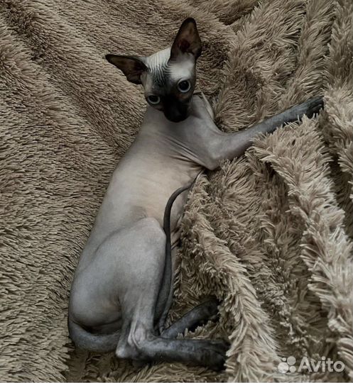 Передержка собак и кошек