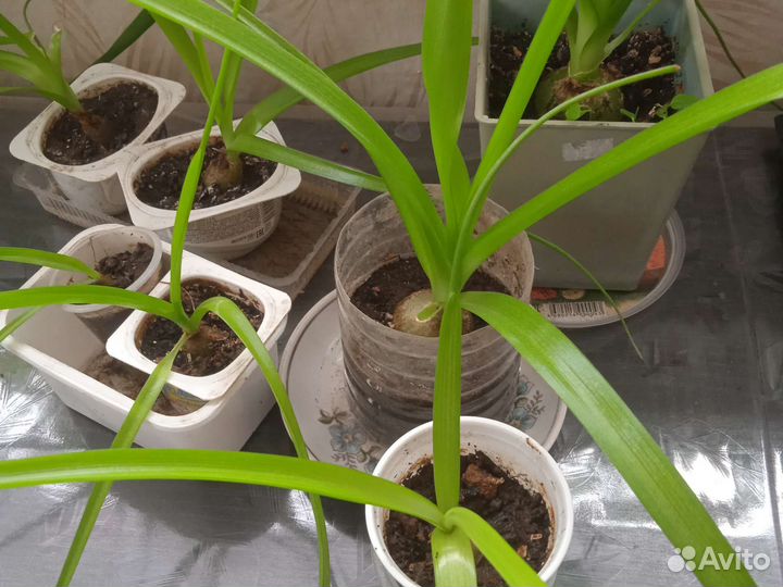 Индийский лук