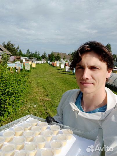 Трутнёвый гомогенат