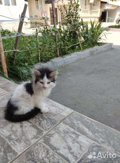 Котята отдам в добрые руки
