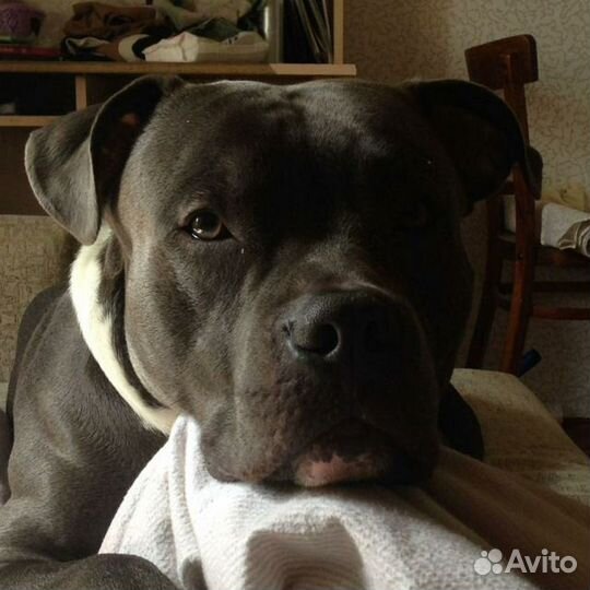 Питбуль вязка