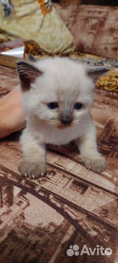 Британские котята