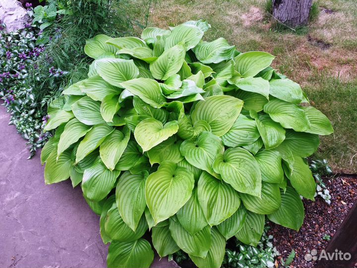 Хоста разная