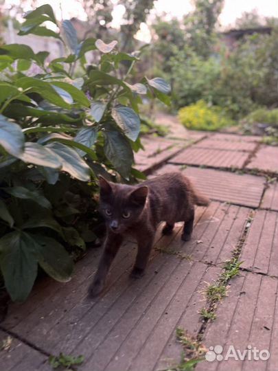 Отдадим котика