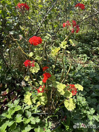 Герань большая