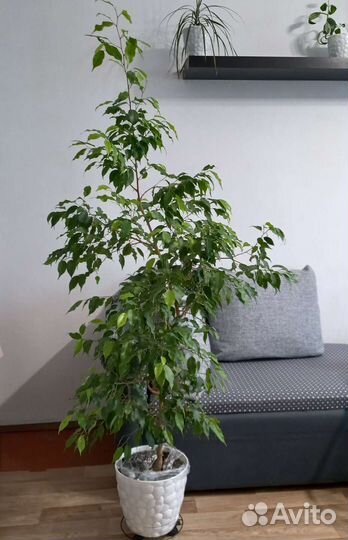 Фикус бенджамина большое дерево