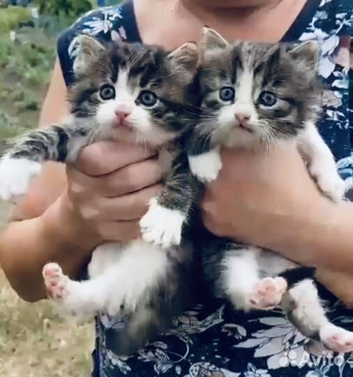 Пушистые котята