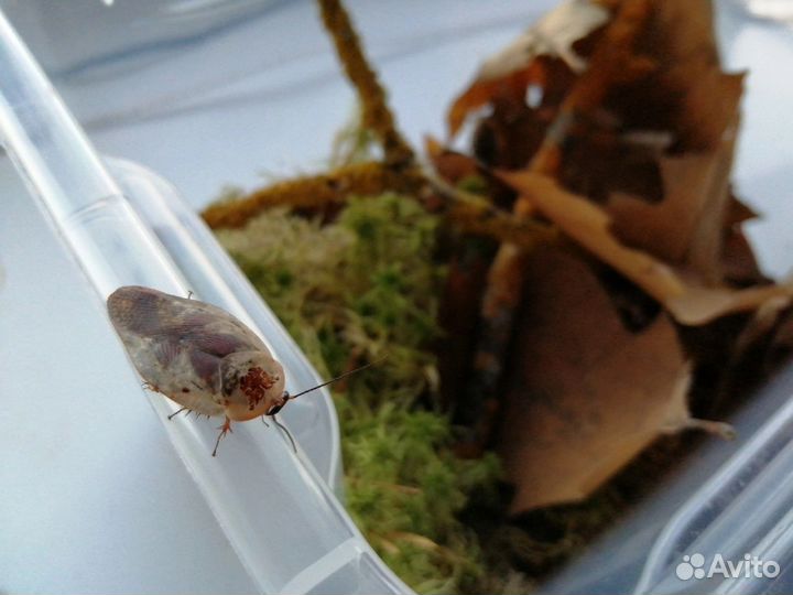 Gyna caffrorum тараканы