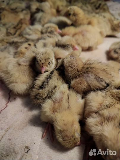 Перепелки суточные