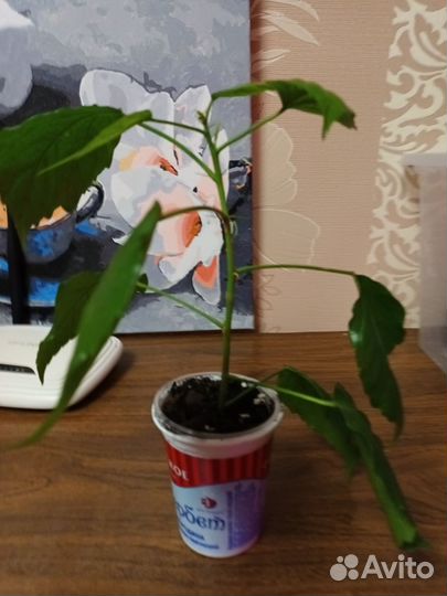 Сортовые гибискусы