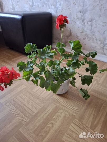 Пеларгонии сортовые