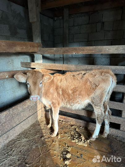 Коровы быки