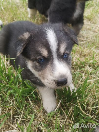 Щенки сибирской хаски