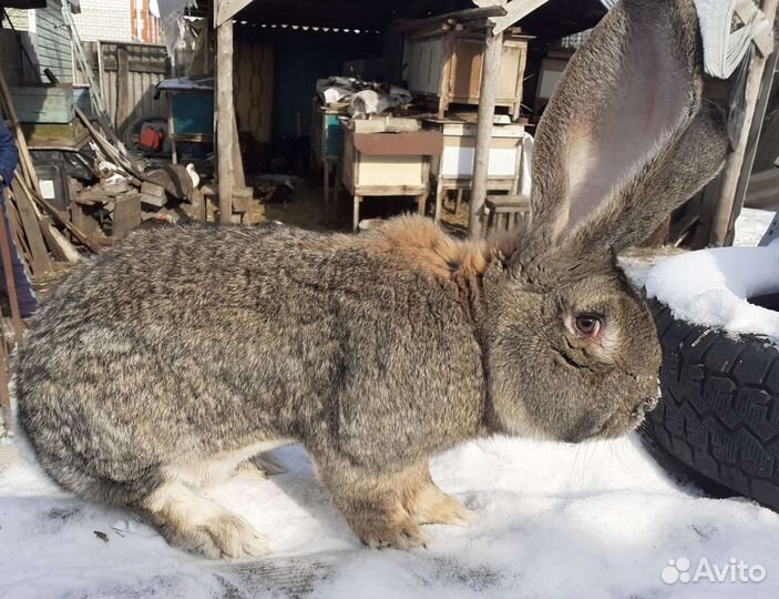 Кролики породистые,вес взрослого кролика от 7 до 1