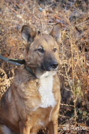 Барсюша ищет дом