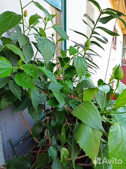 Гибискус китайская роза розовый