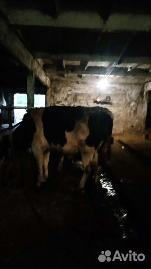 Быки на мясо