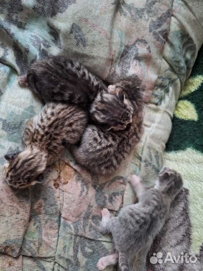 2 кота и 2 кошки