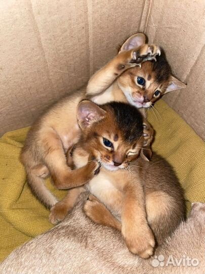 Абиссинская