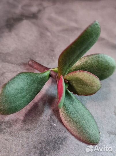 Крассула Бордовая птичка