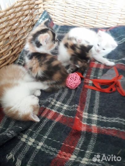 Котятки в дар