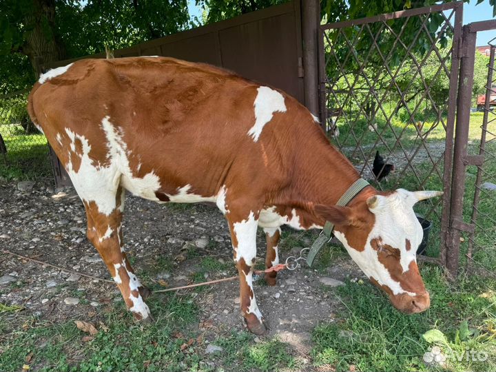 Телка стельная