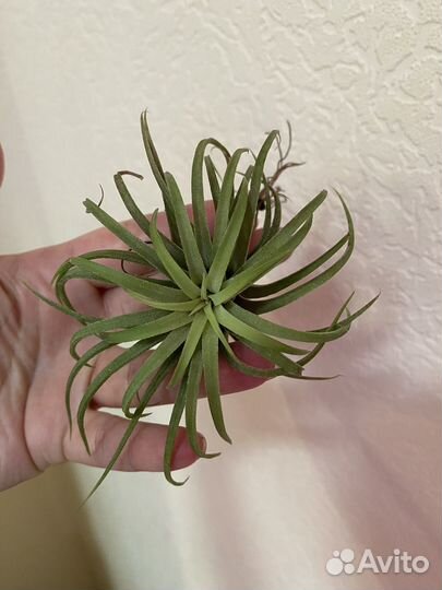 Хлорофитум Оранж. Кристаллинум. Аглаонемы