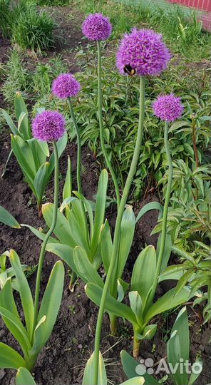 Лук Анзур. Декоративное растение