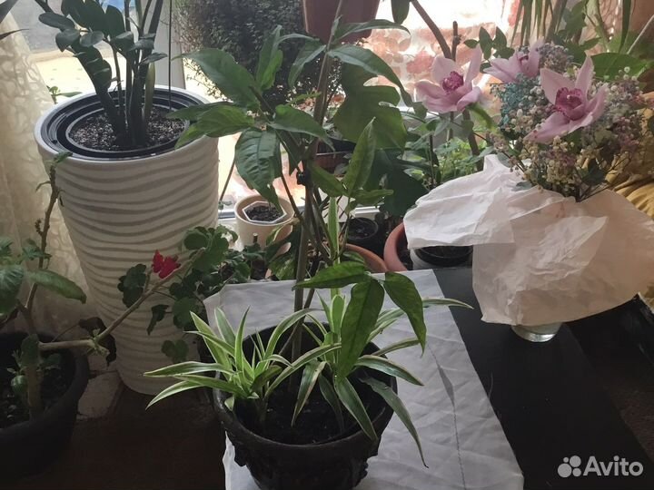 Сингониумы