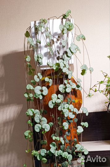 Циропегия Вуда Вариегатная и простая