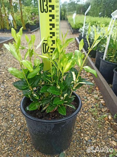 Бересклет в ассортименте С2 H20см