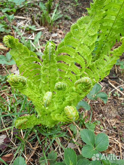 Папоротник садовый