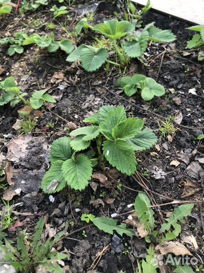 Клубника чамора туруси