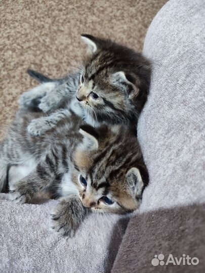 Кошки в добрые руки