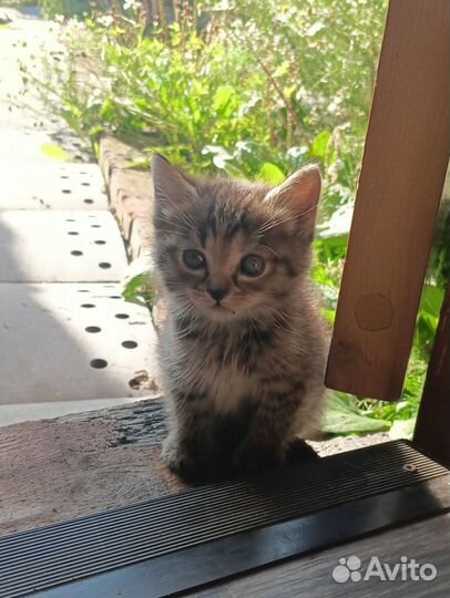 Курильский бобтейл