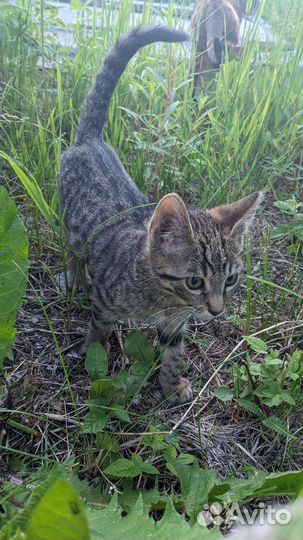 Котенок бесплатно