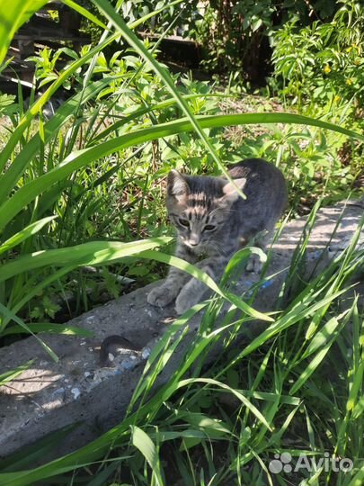 Котята