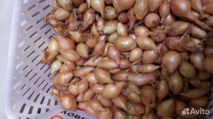 Лук севок Стурон