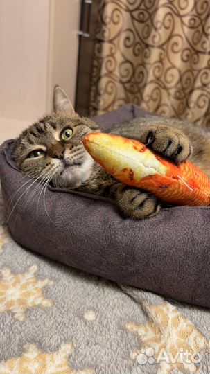 Кошка в добрые руки