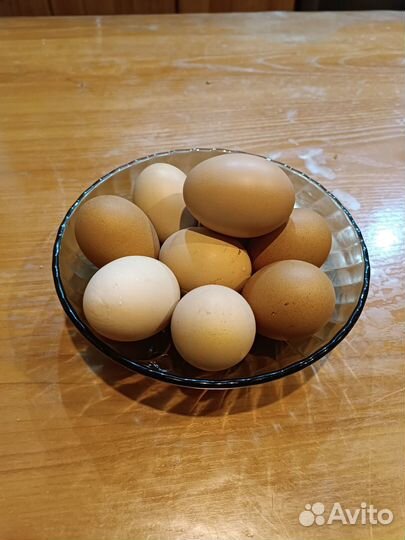 Продаю яйца
