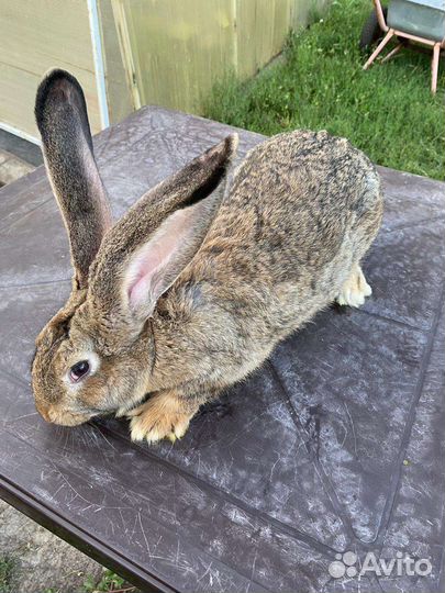 Серый великан