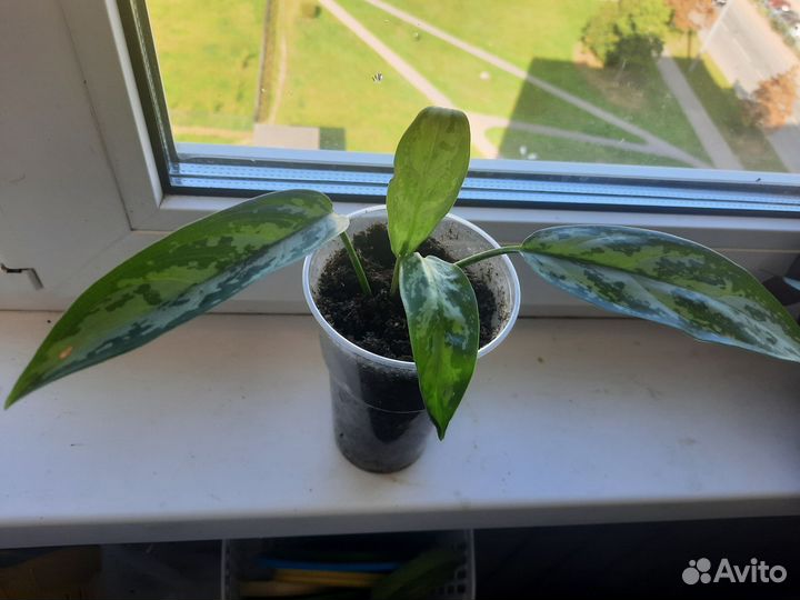 Аглаонема Green Lagy или Treiba