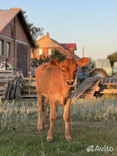 Телочка джерсейская